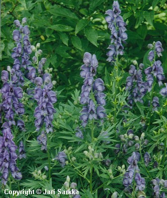 Aitoukonhattu - äkta stormhatt - Aconitum napellus ssp. lusitanicum 'Rovaniemi Aitoukonhattu - äkta stormhatt - Aconitum napellus ssp. lusitanicum 'Rovaniemi